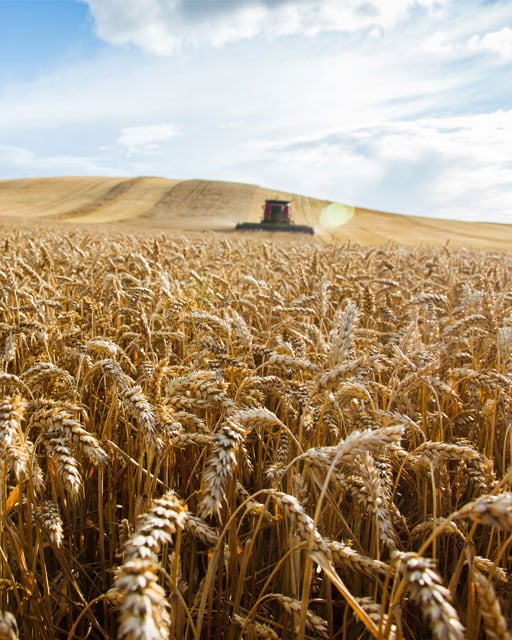 Billede af traktorhøst i kornmark