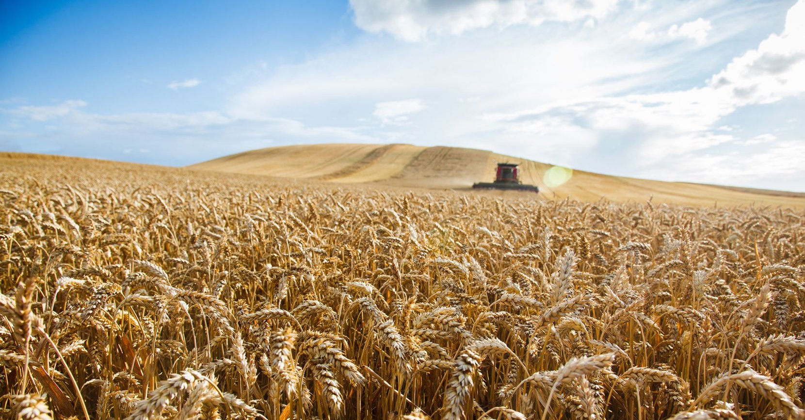 Billede af traktorhøst i kornmark