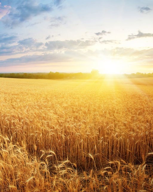 Billede af solen, der skinner over kornmarken